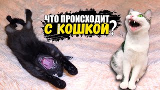 Что происходит с нашей кошкой SANI vlog [upl. by Yraccaz]