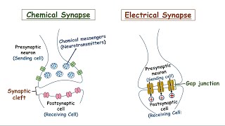 Synapse  Chemical And Electrical Synapse  How Does It Work [upl. by Barnabas]