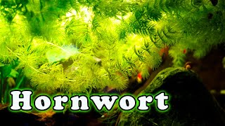 Hornwort Aquarium Plant Care Is This The FASTEST Growing Aquarium Plant [upl. by Boote31]