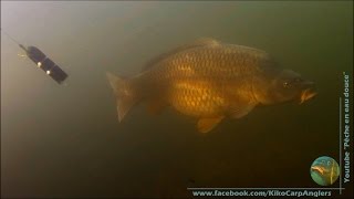 265 lb CARP IN CLEAR WATER WITH WATERWOLF CAM IN AMIENS [upl. by Aihpos]