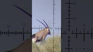 Gemsbuck Hunt Tracking Oryx for Kilometers in the Midday Heat of the Kalahari [upl. by Dyraj]