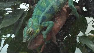 Panther chameleons breeding HD quality [upl. by Soo]