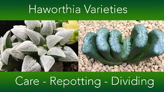 Haworthia Collection  Repotting Dividing and Care [upl. by Ewolram]