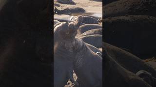 Elephant Seal FIGHT elephantseals elephantsealfight aquaterra [upl. by Nevuer]