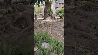 Benalmádena Málaga Costa del sol Árbol [upl. by Inalel452]