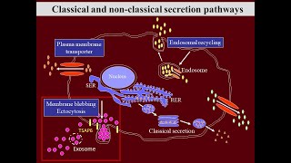 Vesicular Transport amp Secretory Pathways [upl. by Woodford490]