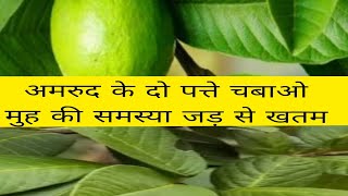 अमरूद के दो पत्ते चबाने से मुह की सभी बिमारियाँ ठीकguava leaves benefitesguava leaves [upl. by Squier240]