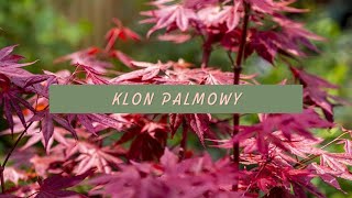 Klon palmowy  WADY i ZALETY [upl. by Enelaehs]