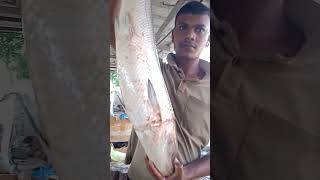 reels fish 🐠🐟 cute video kottayam fish market khadhamatha [upl. by Bergquist]