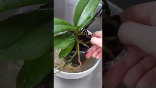 Orchid care for beginners Unleashing the magic of live plants orchids orchidcare liveplants [upl. by Bywaters]