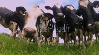 Troupeau de Vaches laitières Prim Holstein sur prairiemp4 [upl. by Yrotciv]