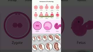 Zygote Embryo and foetus 🙏 Embryonic development shortvideo pregnancy baby [upl. by Hayden693]