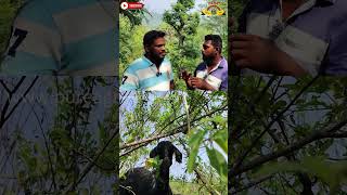 ஆச்சமரம் ஒரு சிறந்த ஆட்டு தீவனமா tree bitter sweet leaf goat sheep animals food tasty [upl. by Abba795]