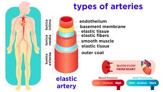 The Circulatory System Part 2 Blood Vessels [upl. by Natsreik]