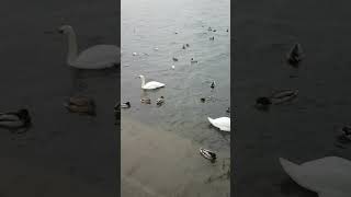 SWANS AND DUCKS ON LAKE ZURICH SWITZERLAND swans duks lakezurich lake zurich switzerland [upl. by Anirtap56]