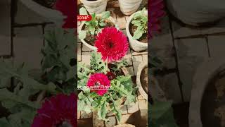 Gerbera flower plant jamesonii ornamental beautiful blooming [upl. by Aela]