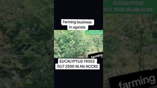 Farming business in uganda  Eucalyptus trees g7 after one year [upl. by Hiro]