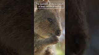 Quokka A smiling animal from Australia 😍 kangaroo animals quokka [upl. by Cynar954]