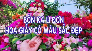 Bón Ka li đơn để Hoa Giấy có màu sắc Đẹp [upl. by Fabozzi]