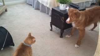 Toller playing with Cat [upl. by Varick]