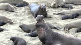 Elephant Seals Breeding Season [upl. by Ytok]