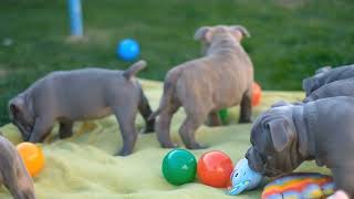 Agility Training for American Bullies A Guide to Keeping Your Bully Active and Fit [upl. by Felike]