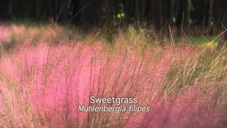 Sweetgrass Muhlenbergia filipes [upl. by Neelyad]