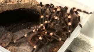 Acanthoscurria geniculata Paarung mating [upl. by Akiemehs]