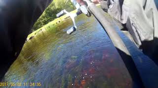 Fishingdrowes in donegal Ireland for SALMON MUST SEE [upl. by Madeline242]