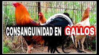 Consanguinidad en Gallos [upl. by Rheta]