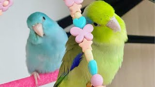 Parrotlets Playing  Parrotlets Talking amp Singing  Parrotlets As Pets [upl. by Tillfourd]