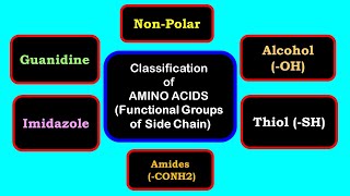 Classification of amino acids  Side chain having indole imidazole phenol thiol guanidine [upl. by Irtimed]