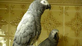 African Grey parrots bedtime noises [upl. by Atinrahc]