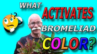 What Activates Bromeliad Color [upl. by Grodin340]