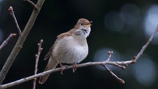 30 Minutes of Soothing Nightingale Song Natures Melody [upl. by Jeremiah]