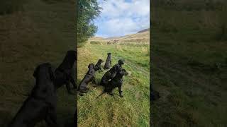 Steadiness Training Gundog Training Driven Shooting Picking up Labrador Retriever [upl. by Janessa]