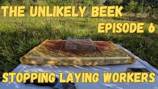 Stopping Laying Workers beekeeping bee [upl. by Casper]