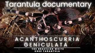 Into the Wild Exploring the Enigmatic World of Acanthoscurria Geniculata  A tarantula Documentary [upl. by Hgielsel79]