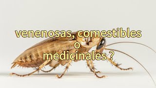 para algunos son venenosas para otros comestibles y para otros medicinales sabiasque [upl. by Ocinom]