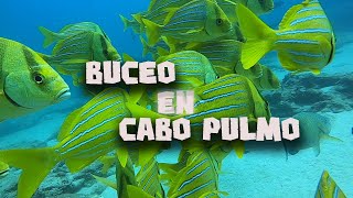 buceo en cabo pulmo [upl. by Susan]