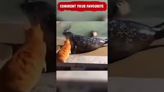 Cats are the Best😂😂 Funny Animals Shorts Video compilation Cats Dogs Try not to Laugh Tiktok Ep 210 [upl. by Leid]