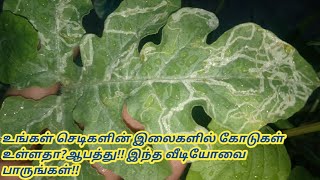 How to Control Leaf Miner  Leaf Miner Pesticide  Best Way to Clear Leaf Miner [upl. by Eselahs]