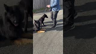 German Shepard Dutch Shepard dog walking in pairs [upl. by Oelgnaed]