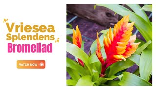 Vriesea Splendens Bromeliad  Flaming Sword Bromeliad  TinyLeaf [upl. by Aerua262]