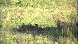 Asiatic wild dog or Dhole Cuon alpinus [upl. by Sivram]