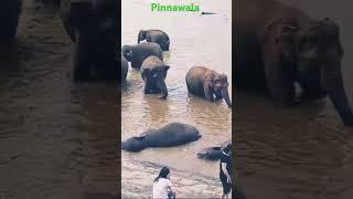 Pinnawala elephant ophernage 😚🐘🐘 travel shorts youtube love elephant happy [upl. by Teresina751]