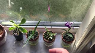 Quick Japanese orchids update [upl. by Allisurd232]