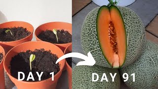 Try out this method to harvest muskmelon aka Cantaloupe in 91 days Rockmelon harvest [upl. by Dyoll186]