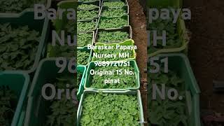 15 No Papaya farming music song papayafarm papayacultivation papaya agriculture plants 15no [upl. by Sheena]