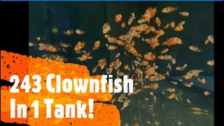 New 60 gallon tank in clownfish storm growout system [upl. by Gloriane]